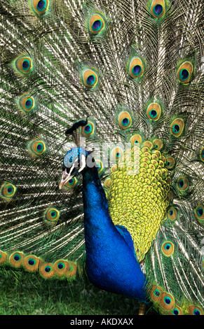 männlicher Pfau anzeigen Stockfoto