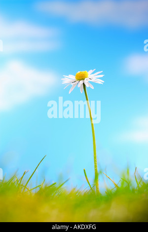 Einzelne Kamille Blumen und Rasen Stockfoto