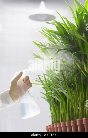 Wissenschaftler Spritzen Pflanzen Stockfoto