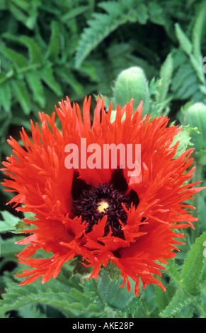 orientalische Mohn Papaver Orientale Curlilocks Stockfoto