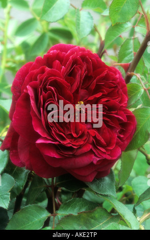 moderne Strauchrose Rosa der Prinz Stockfoto