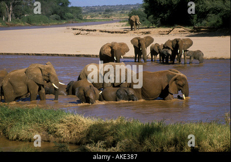 Eine Herde Elefanten und Kälber Baden und trinken in den Uaso Nyiro Fluss Samburu National Reserve Kenia in Ostafrika Stockfoto