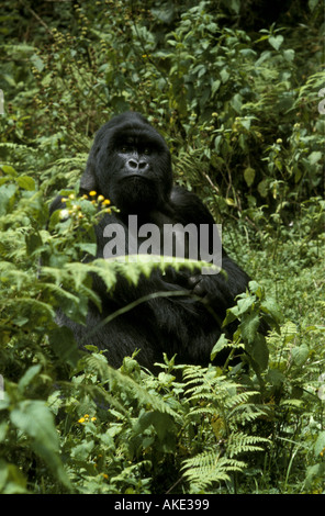 Porträt von männlichen Silberrücken Berggorilla Blick direkt in die Kamera Parc des Volcans Ruanda Zentralafrika Stockfoto