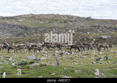 Rentiere laufen in der Nähe von King Pinguine Rookery in St. Andrews Bay South Georgia, der größte König Pinguin Kolonie in der Welt Stockfoto