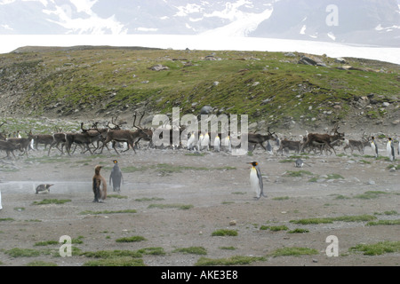 Rentiere laufen in der Nähe von King Pinguine Rookery in St. Andrews Bay South Georgia, der größte König Pinguin Kolonie in der Welt Stockfoto