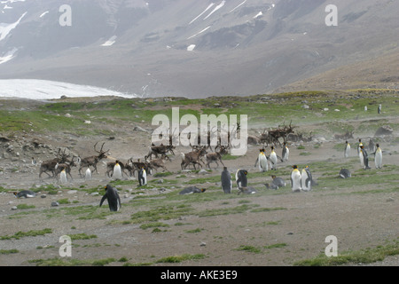 Rentiere laufen in der Nähe von King Pinguine Rookery in St. Andrews Bay South Georgia, der größte König Pinguin Kolonie in der Welt Stockfoto