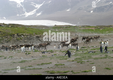 Rentiere laufen in der Nähe von King Pinguine Rookery in St. Andrews Bay South Georgia, der größte König Pinguin Kolonie in der Welt Stockfoto