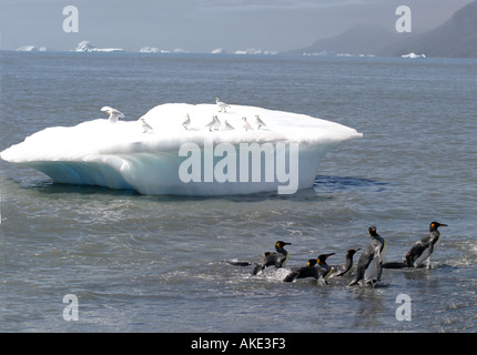 Hink Pinguine Rasse zu Tausenden an der St. Andrews Bay, Süd-Georgien, die größte Kolonie in der Welt Stockfoto