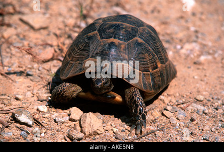 Griechenland, Insel Lesbos, Amali-Halbinsel, Griechische Landschildkröte (Testudo Hermanni) Stockfoto