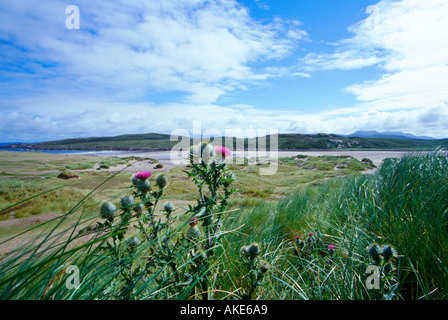 Disteln auf einem schottischen Strand Stockfoto