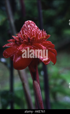Fackel-Ingwer, Etlingera elatior Stockfoto
