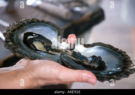 Auster geöffnet zeigt Tahitian schwarze Perle Südsee Stockfoto