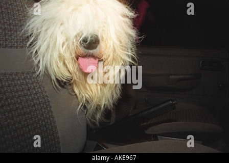 Eine haarige Hund mit Zunge hing aus seiner Mund sitzen in einem Auto Stockfoto