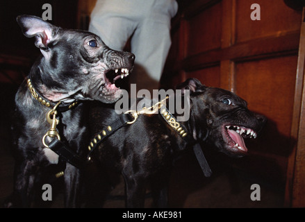 Zwei junge Staffordshire Bullterrier Knurren sich gegenseitig Stockfoto