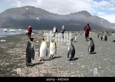 Königspinguine am Strand von St. Andrews Bay South Georgia Island, Scotia Meer und Touristen am Strand Stockfoto