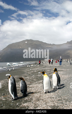 Königspinguine am Strand von St. Andrews Bay South Georgia Island, Scotia Meer und Touristen am Strand Stockfoto