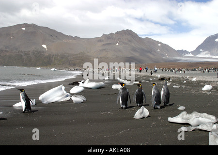 Königspinguine am Strand von St. Andrews Bay South Georgia Island, Scotia Meer und Touristen am Strand Stockfoto