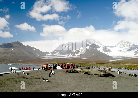 Königspinguine am Strand von St. Andrews Bay South Georgia Island, Scotia Meer und Touristen am Strand Stockfoto