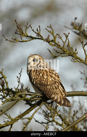 Kurze Eared Eule Asio Flammeus Warnung im Busch Welney Norfolk suchen Stockfoto