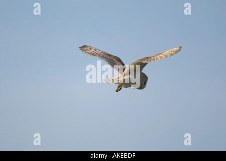 Schleiereule Tyto Alba im Flug jagen mit Blue sky Welney norfolk Stockfoto