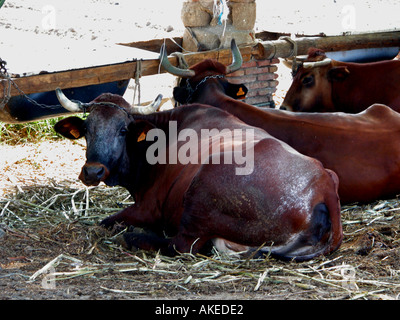 Bullen gehalten für das Ziehen von Ochsenkarren, Caleta de Velez, Provinz Malaga, Andalusien, Spanien Stockfoto