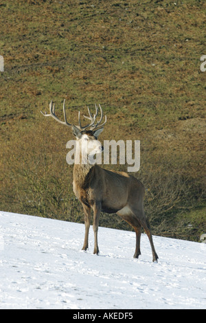 Rothirsch auf einem Hügel im Schnee, grünere Weide dahinter. Llangadwaladr Powys Wales Stockfoto