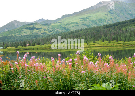 Weidenröschen Alaska State Flower Seward Highway entlang all American Road Kenai-Halbinsel Alaska AK U S Vereinigte Staaten Stockfoto