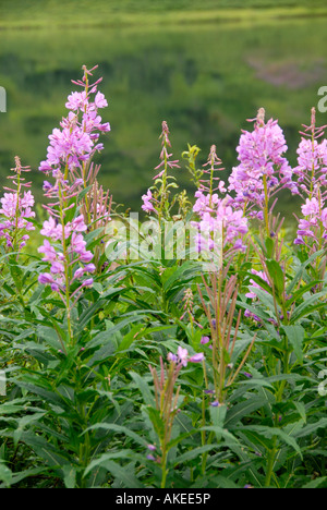 Weidenröschen Alaska State Flower Seward Highway entlang all American Road Kenai-Halbinsel Alaska AK U S Vereinigte Staaten Stockfoto