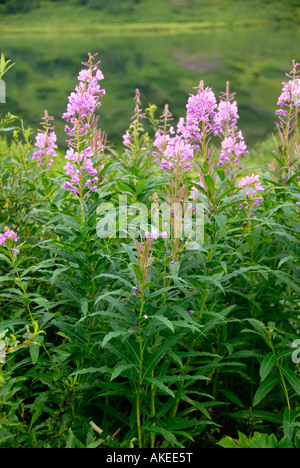 Weidenröschen Alaska State Flower Seward Highway entlang all American Road Kenai-Halbinsel Alaska AK U S Vereinigte Staaten Stockfoto