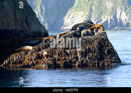Steller Seelöwen Eumetopias Jubatus Winaq Sonne und Ruhe auf Felsen gewöhnlich in der Nähe von Seward Alaska AK U S Kenai-Halbinsel Stockfoto