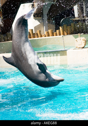 Dolphin führt einen energiereichen Trick während einer Meeresshow im Marine Land, Niagara Falls, Kanada. Stockfoto
