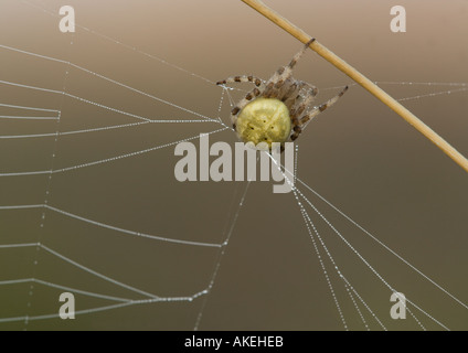 Ein Orb Web Spider Weibchen an seinem Steg am frühen Morgen. Araneus quadratus Stockfoto