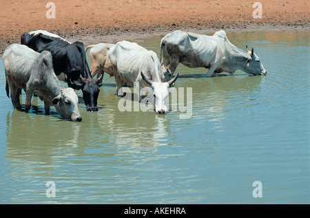 Rinder trinken an einem Straßenrand Pool in der Nähe von Kbwezi auf der Straße Nairobi-Mombasa Kenia in Ostafrika Stockfoto