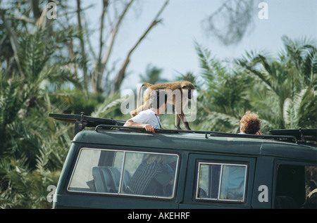 Gelbe Paviane gehen auf das Dach eines Fahrzeugs Safari im Amboseli Nationalpark Kenia in Ostafrika Stockfoto