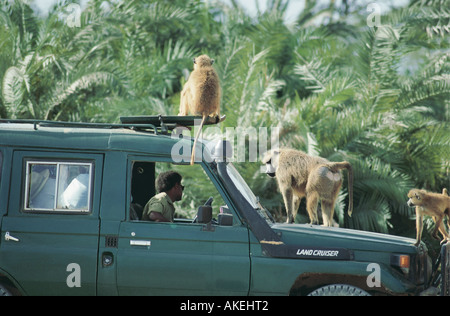 Gelbe Paviane auf einer Safari-Fahrzeug im Amboseli Nationalpark Kenia in Ostafrika Stockfoto