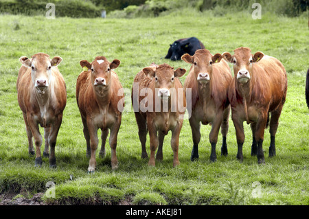 Färsen aufgereiht in einem Feld Stockfoto