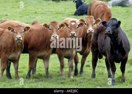 Färsen aufgereiht in einem Feld Stockfoto