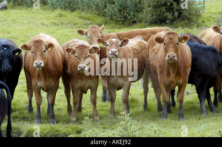 Färsen aufgereiht in einem Feld Stockfoto
