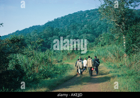 A Tln Einstellung der Gorillas in den Bwindi Impenetrable Forest in Süd-West-Ost-Afrika Uganda auf eine Spur verfolgen Stockfoto