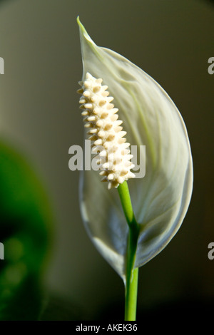 Calla Lily Blumen Stockfoto