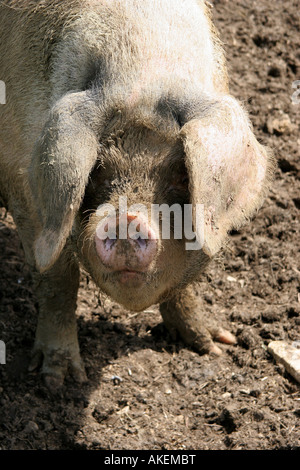 einsamer Schwein auf einem englischen Hof Stockfoto