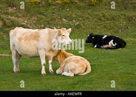 Eine Kuh und zwei Kälber in einem Feld Devon UK Stockfoto