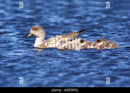 Crested Ente Weibchen mit Küken in einem Torf-Pool auf den Falkland-Inseln Stockfoto