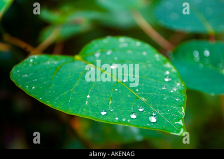 Wassertropfen auf einem lebendigen grünen Blatt. Stockfoto