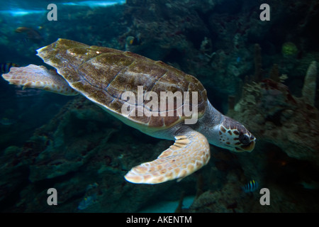 Echte Karettschildkröte Eretmochelys Imbricata Oceanopolis Brest-Bretagne-Frankreich Stockfoto