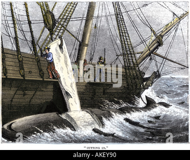 Walfänger Speck in Streifen schneiden, von einem Toten Wal-1800 s Stockfoto