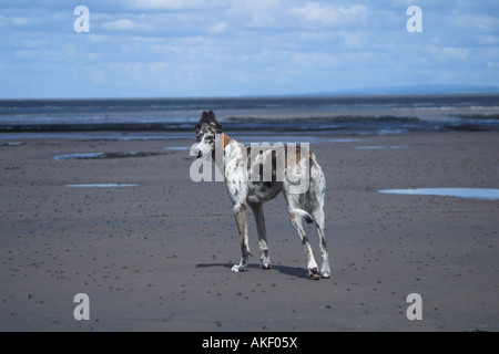 Ein Haustier Lurcher an einem Strand von Somerset an einem Sandstrand bei Ebbe. Somerset. UK Stockfoto