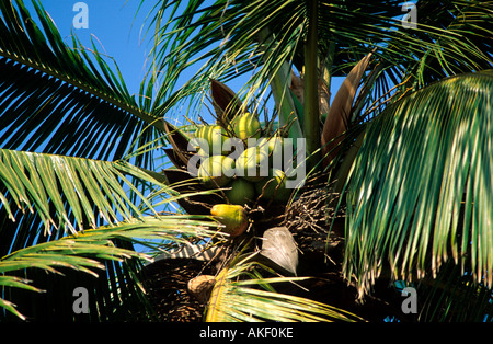 Indien, Goa, Bezirk Bardez, Anjuna, Kokospalme Stockfoto