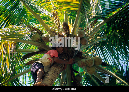 Indien, Goa, Bezirk Bardez, Anjuna, Pflücker Auf Kokospalme Stockfoto