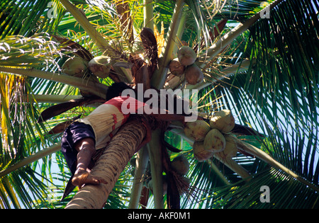 Indien, Goa, Bezirk Bardez, Anjuna, Pflücker Auf Kokospalme Stockfoto